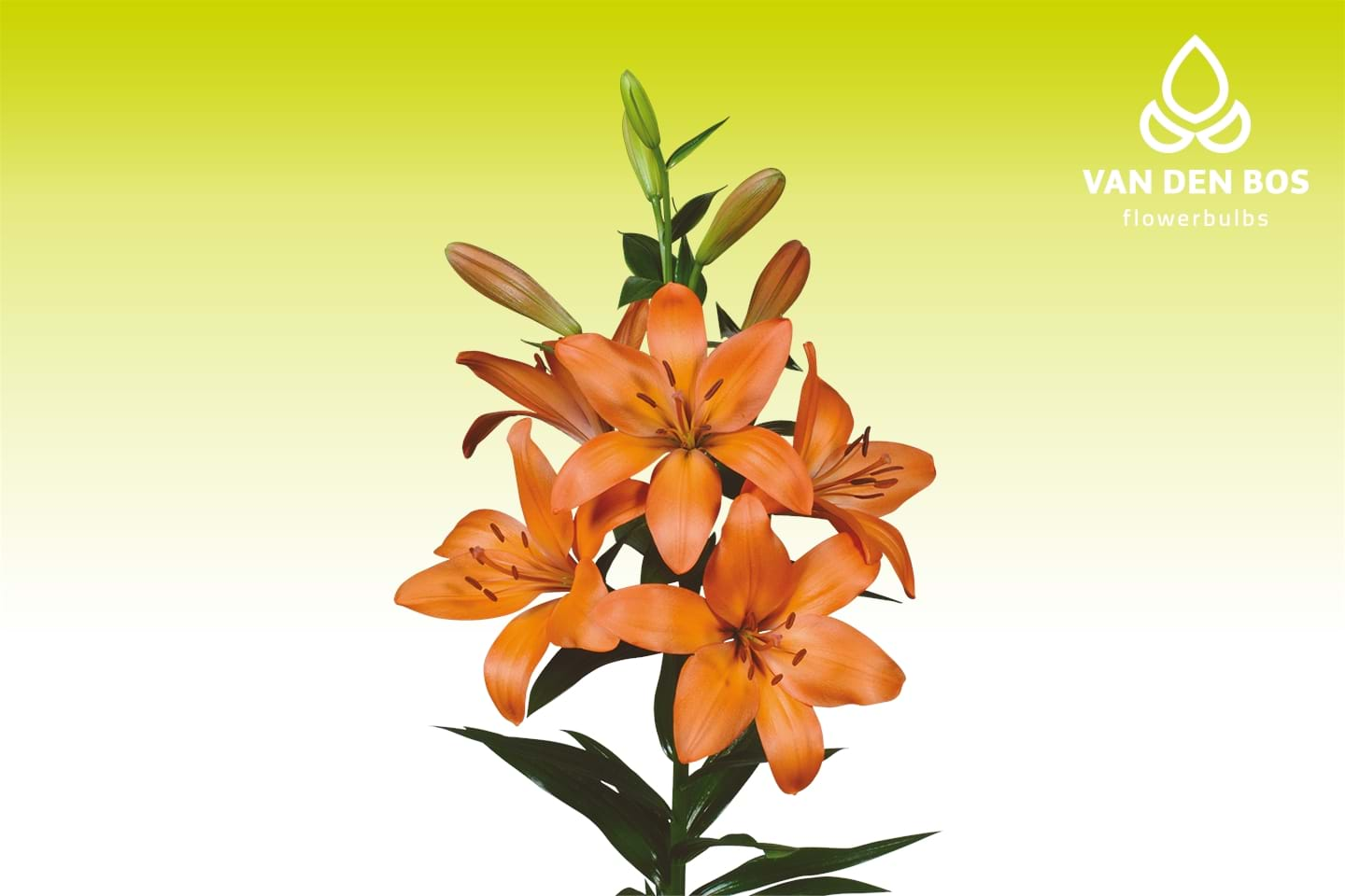 Amateras® (L.A.) - Lily - Van den Bos Flowerbulbs